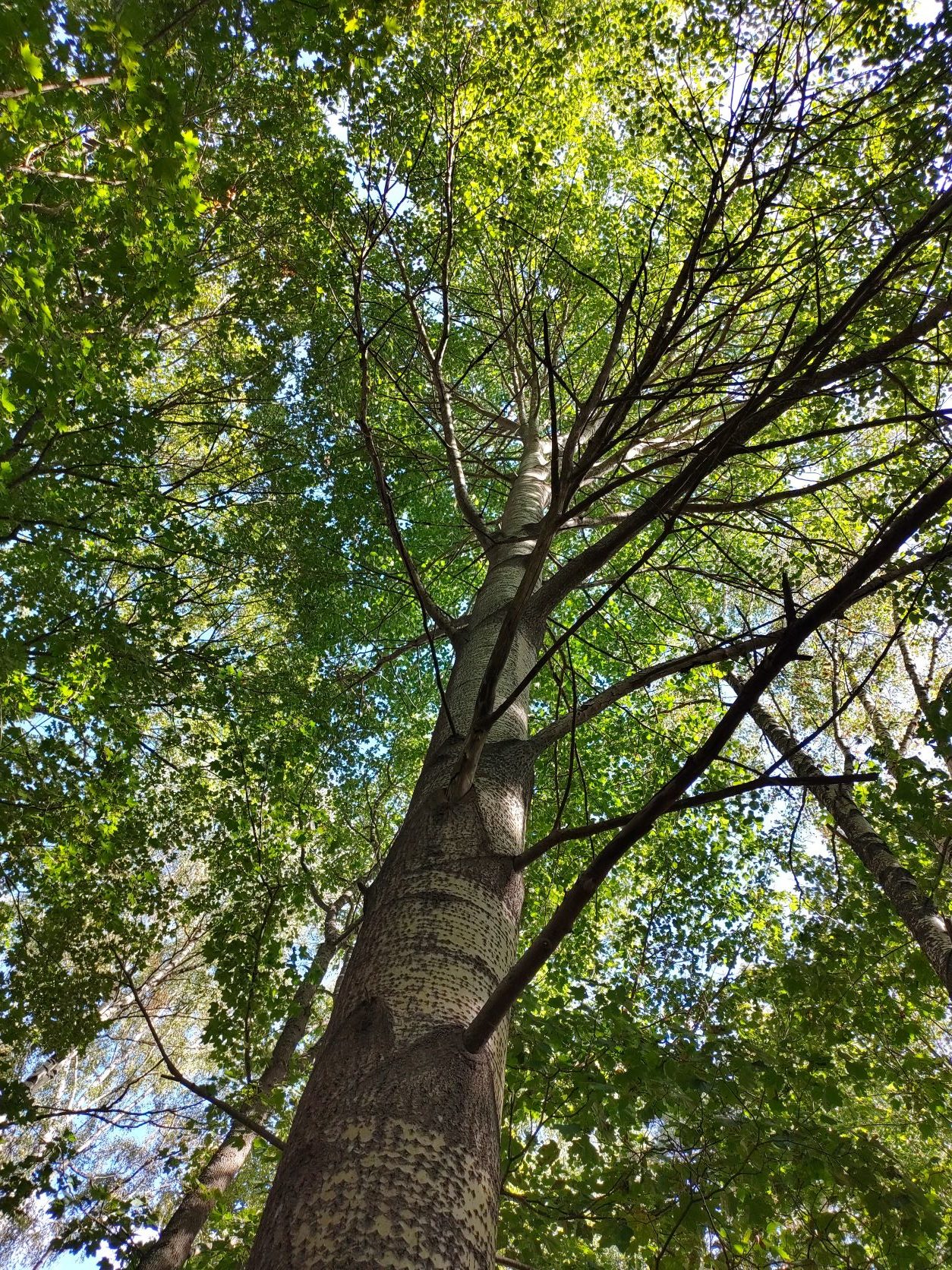 #puunhalausviikko: ”yleisön” toiveesta halaamani puut